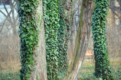 Wielkie porządki w krakowskich parkach, ogrodnicy w akcji