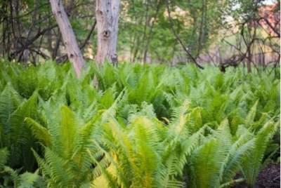Jak będzie wyglądać Las Paprociowy w Krakowie? Miejsce wyjątkowe...