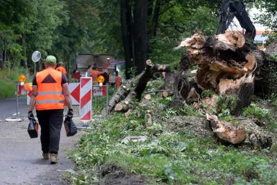 Jedni protestują, inni czekają na chodnik. Spór o wycinkę drzew w gminie Zabierzów