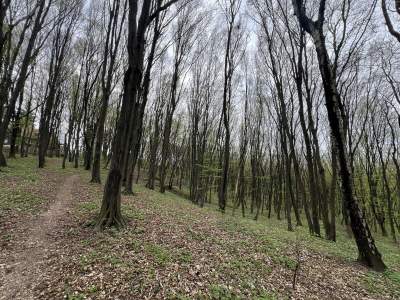 Krakowscy leśnicy apelują: ryzyko jest bardzo duże!