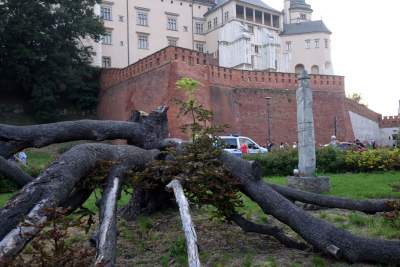 Powalony przez nawałnicę, słynny kasztanowiec odradza się! Wyraźne odrosty