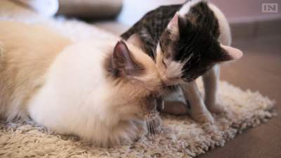 Ludzie są tutaj na drugim miejscu. Wszystko podporządkowane kotom