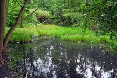 Co było przyczyną śnięcia ryb w stawie w Parku Duchackim? Apel do mieszkańców