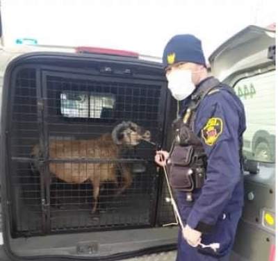 Wielkanoc w Krakowie: baranek beztrosko biegał po ulicy