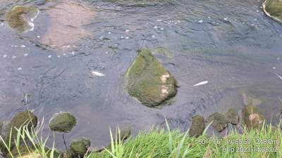 Aktywiści: „tysiące śniętych ryb w Wildze”. WIOŚ: „znaleźliśmy kilkanaście sztuk”