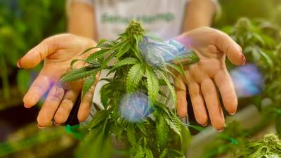 Olejek konopny CBD. Jaki wybrać? Sensi Hemp zaprasza do sklepu przy Stradomskiej 11