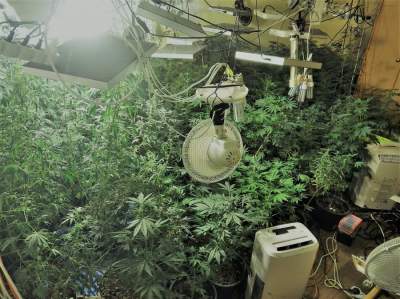 Twierdzi, że uprawiał konopie w "celach zdrowotnych". Grozi mu 10 lat