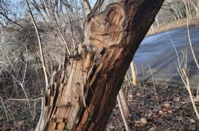 Maczetą lub siekierą ktoś zniszczył drzewo w parku Jalu Kurka