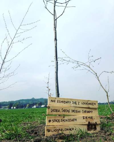 Chcą zalesić Błonia. Kuriozalna akcja z sadzeniem drzew