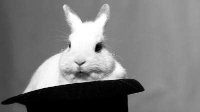 Jedyne takie miejsce w Krakowie, w którym ratują króliki