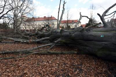Jedno z najpiękniejszych krakowskich drzew powalone, wichura zniszczyła buk na plantach