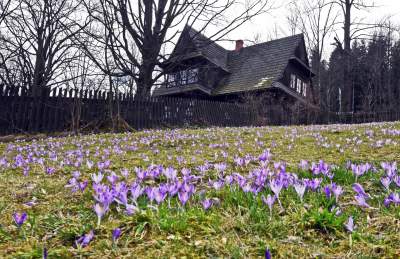Szybki wypad za miasto na... krokusy. Zanim znów wróci zima