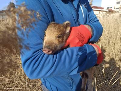 Obława straży miejskiej na dziki. Agresywna locha atakowała ludzi