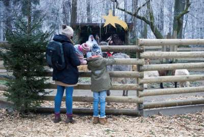 Świąteczne atrakcje w ZOO, będzie można karmić zwierzęta