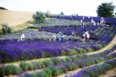 W weekend otwiera się lawendowy ogród. Starsze krzewy nie przetrwały