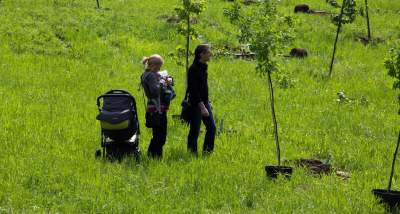 Szturm na stronę ZZM. W 8 minut zarezerwowano wszystkie drzewa w kolejnym Parku Krakowian