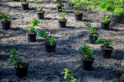 Wielkie sadzenie krzewów i roślin w Krakowie, ufundowane przez sponsorów