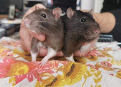 Okno życia ratuje małe zwierzaki, tym razem cztery szczurki