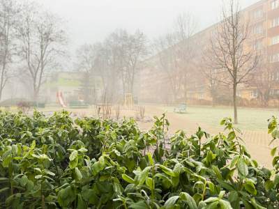 W Krakowie zieleń nawet zimą, na Prądniku Białym wyjątkowe rośliny
