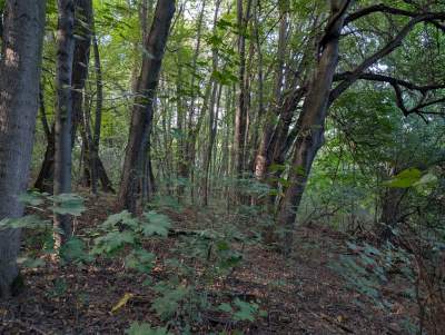 Las pod Kopcem Kościuszki wystawiony na sprzedaż, apel do władz miasta