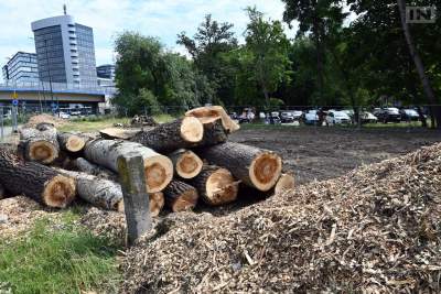 Na drzewach do wycinki w Krakowie zawisną tablice informacyjne