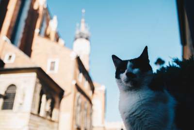 Kustoszem w tym muzeum jest kot. Pensję odbiera w krewetkach