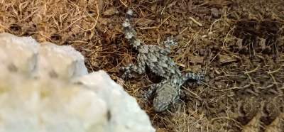 Gekon w kapuście z hipermarketu. Zwierzę ma już nowy dom