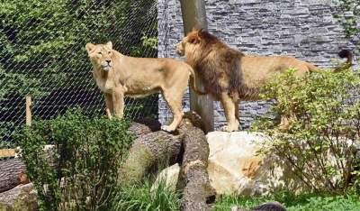 Znów będzie można odwiedzać krakowskie ZOO, będą ograniczenia