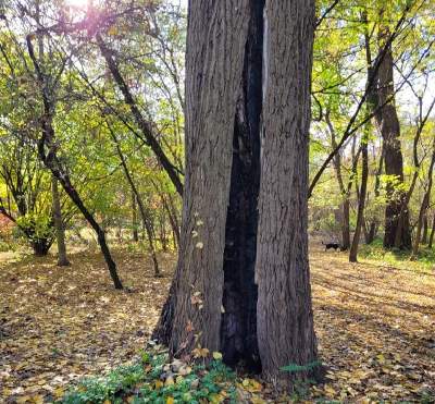 Spora wycinka drzew przy ulicy Łokietka, urzędnicy wyjaśniają powody