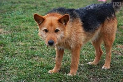 Procedura adopcji psów jest zbyt skomplikowana? Schronisko wyjaśnia