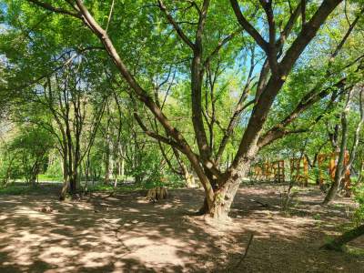 Pięknieje park Łokietka, ścieżki spacerowe i dzikie enklawy zieleni