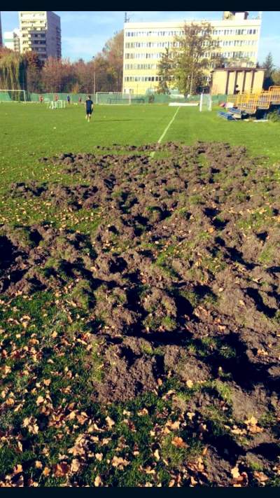 Dziki zniszczyły boisko Wisły Kraków, "plagi  egipskie"