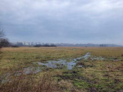 Absolutnie wyjątkowe łąki w mieście, "bo dają szczęście"