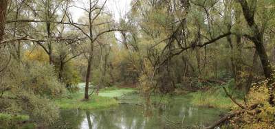 Wyjątkowy las łęgowy w Krakowie pod ochroną. Radni zdecydowali