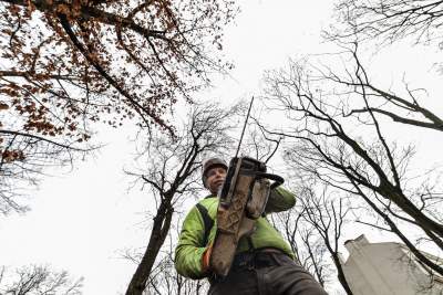 Drwale mają w Krakowie znów mnóstwo roboty. Wytną setki drzew