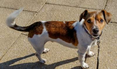 Krzysztof Piasecki: Keep Your Dogs on a Leash