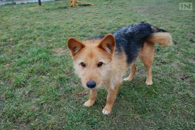 Studenci AGH projektują wyjątkową „psią budę”, ochroni przed fajerwerkami