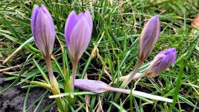 To już wiosna? Na Bulwarach Wiślanych kwitną krokusy