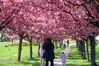 W Krakowie powstanie nowa wiśniowa aleja, a kolejne ulice będą jak zielona Krupnicza