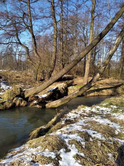Las Witkowicki terenem rolnym? "Niebezpieczny" zapis w planie zagospodarowania