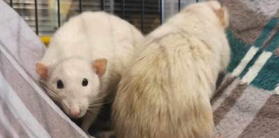 Trafiają do zwierzęcego "Okna życia", KTOZ prosi o zioła, smaczki, piasek...