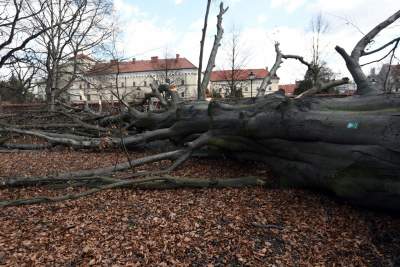 Słynny buk z Plant ma swego następcę. To będzie Drzewo Poezji