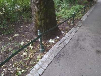 Absurdalny akt wandalizmu: drzewa potraktowane siekierą i solą