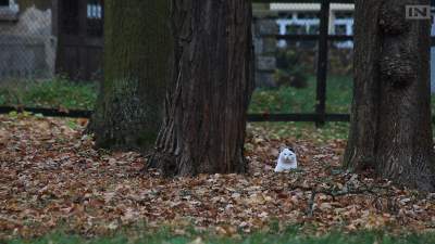 Praca marzeń dla miłośników kotów. Trwa rekrutacja