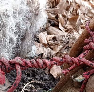 Przywiązany do drzewa pies umierał w męczarniach. Szukają sprawcy