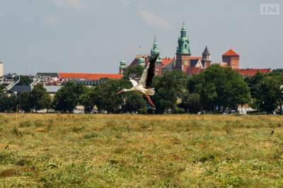 Kraków nagrodzony za walkę ze zmianami klimatycznymi