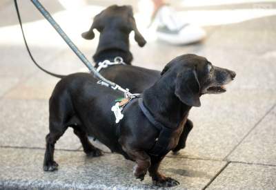 Jamniki również zapisały się w historii Politechniki Krakowskiej