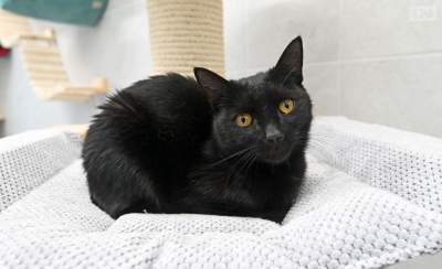 Pozostałości po szyciu tapicerki do foteli w tramwajach dla... bezdomnych zwierząt