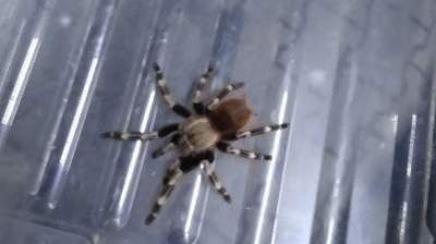 Wędrujący po elewacji ptasznik wystraszył mieszkańców ulicy Obozowej