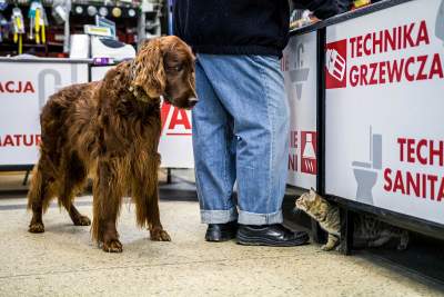 Przygarnął do sklepu kota, a ten w wyjątkowy sposób to odpracował